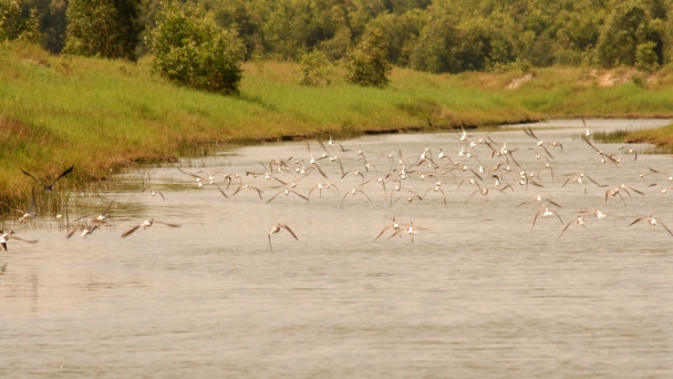 Restoring the ecosystem of Tram Chim National Park: Five core contents in management and conservation